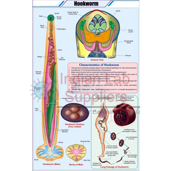Hookworm Chart